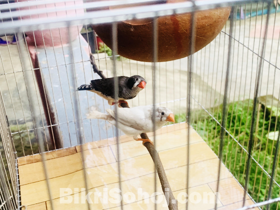 Finch Adult pair